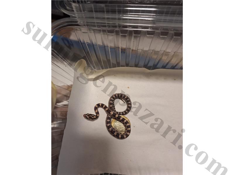 uysal özel renkli corn snake 